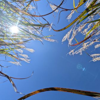 寝転んで見上げても、キラキラ〜✨️