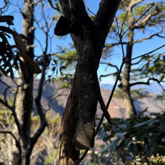 少し先には桂谷ノ頭
ほとんど何が書いてあるかわからないが
