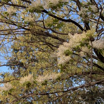 アオダモちゃん💞