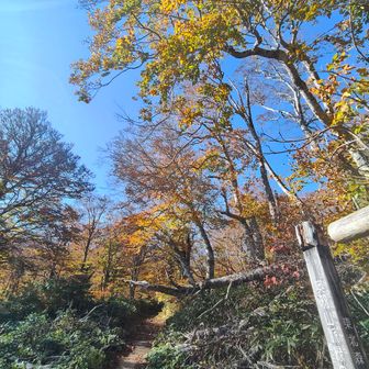 ここから登山道へ