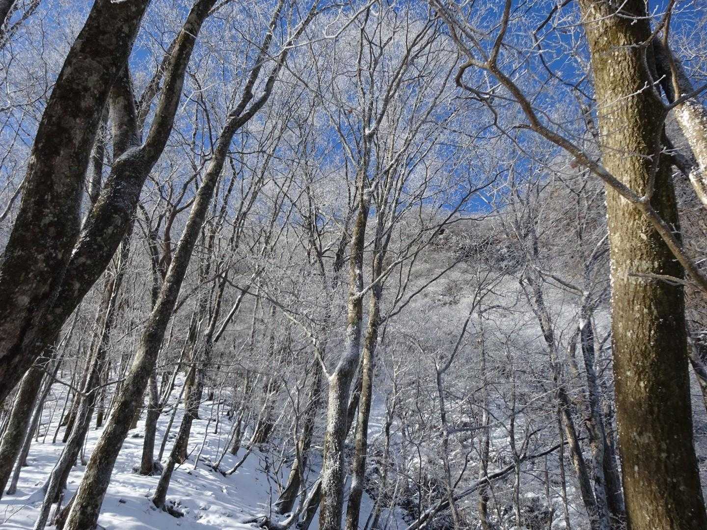 霧氷は青空に合いますね。