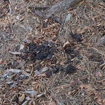 これはクマの糞？
木の実でしょうか、粒々が見えています。
タヌキのため糞ではなさそうですね。