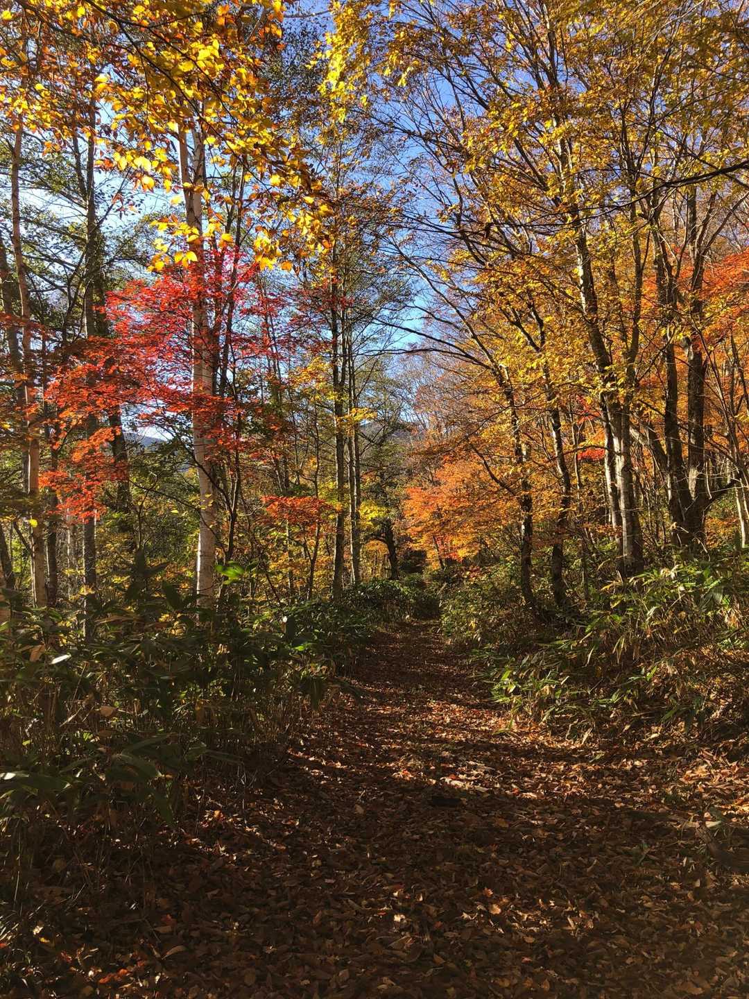 黒森沢登山口からは、元林道のような広い道。紅葉が最高です。