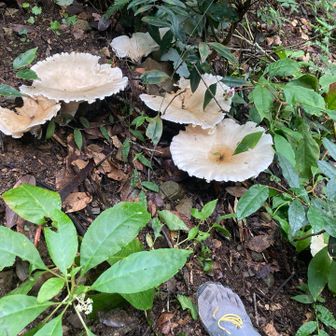 このジャイアントキノコがたくさん🍄
(2週間前はなかった👀)