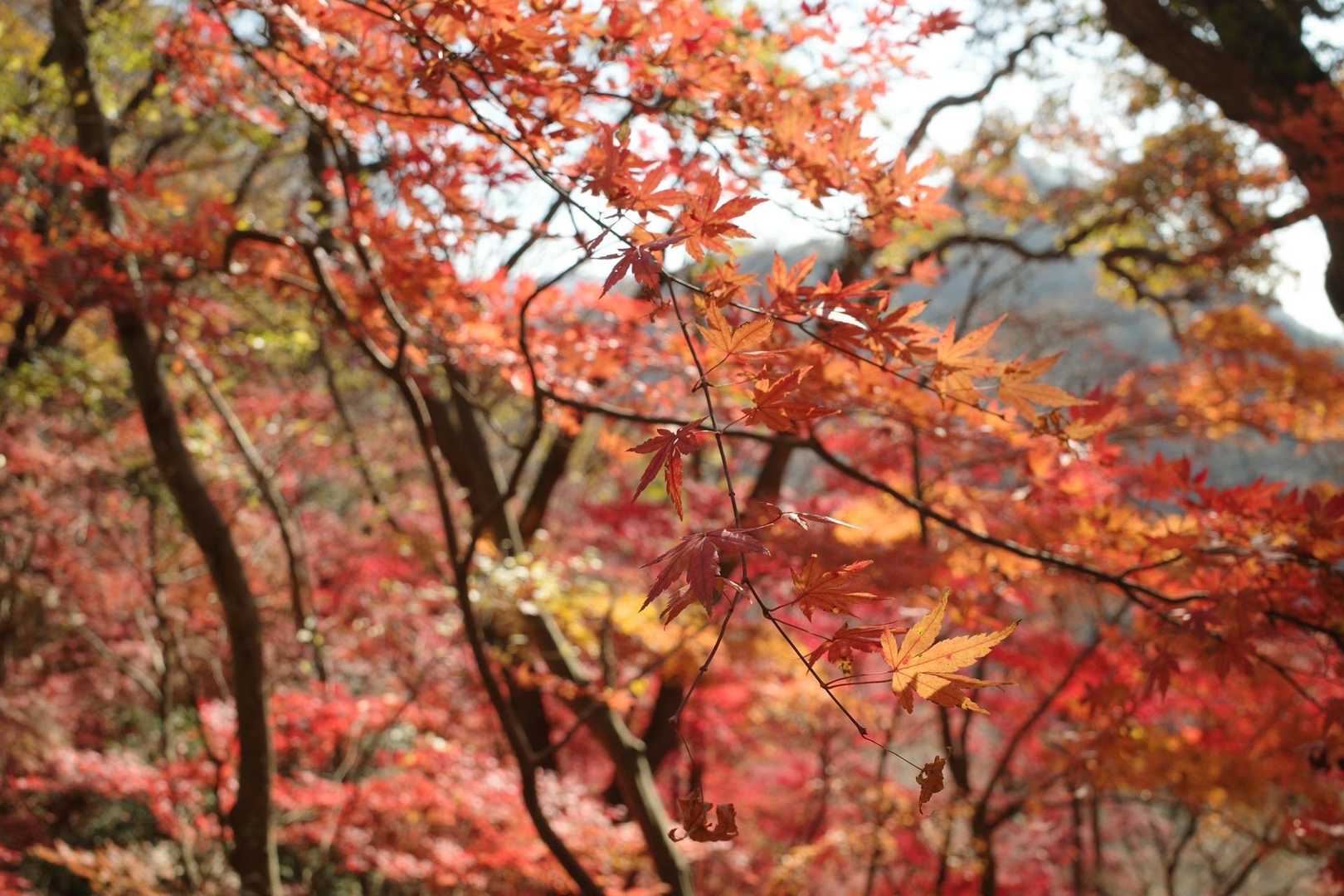 この辺は一面紅葉してました