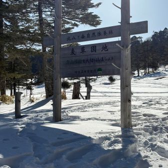 夏はこの辺り高山植物のお花畑です🌼🌸
