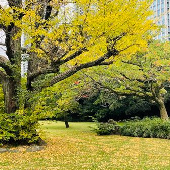 💁‍♀️浜離宮恩賜庭園　新橋駅から15分くらい🚶‍♀️‍➡️

絨毯💛　