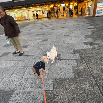 🐕: 「おこしやす〜（圧）」

🐶: ( ﾟдﾟ)ﾊｯ!