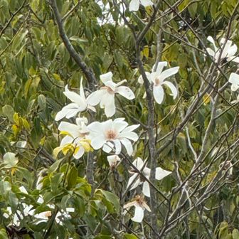 こぶし咲くあの丘北国〜の♪