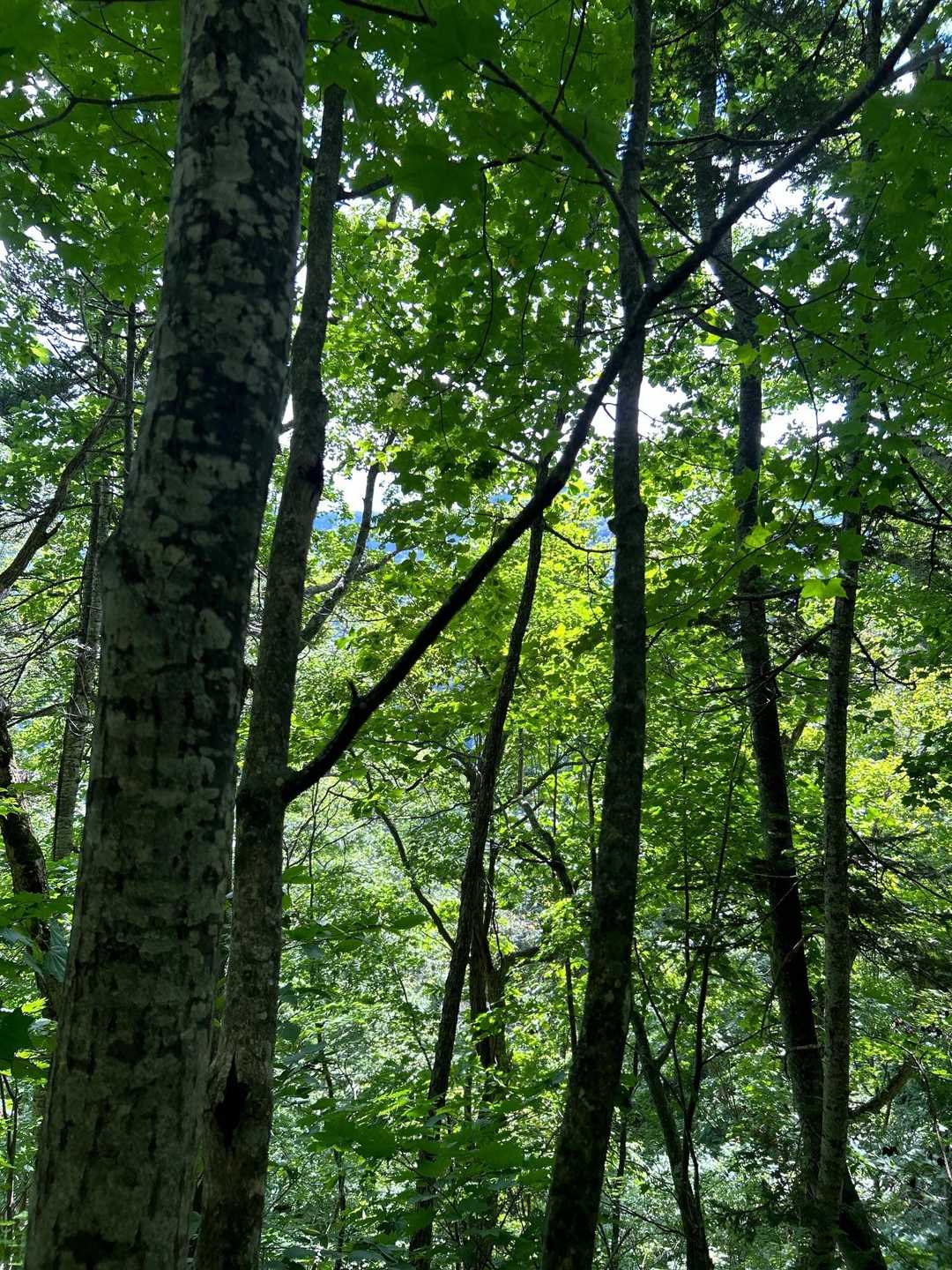 朝日岳登山口-朝日岳-豊林荘コース登山口 縦走コースの写真