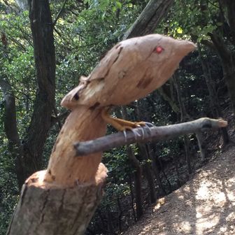 あさこ