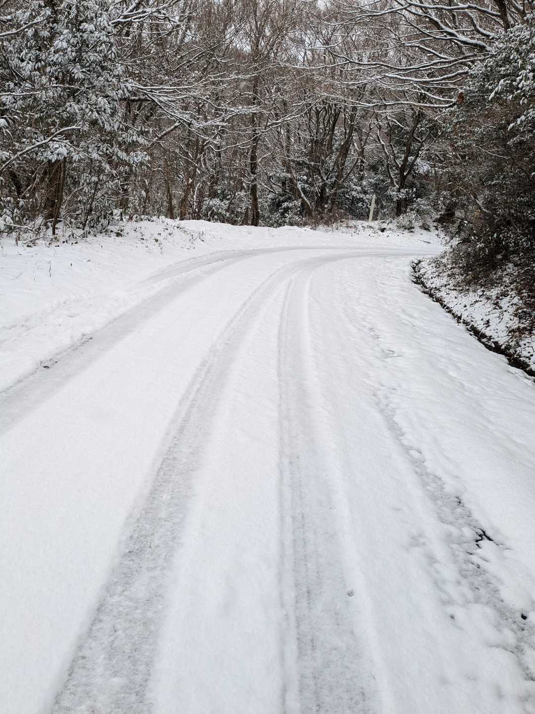 道路に出てきた。絶対滑りそう