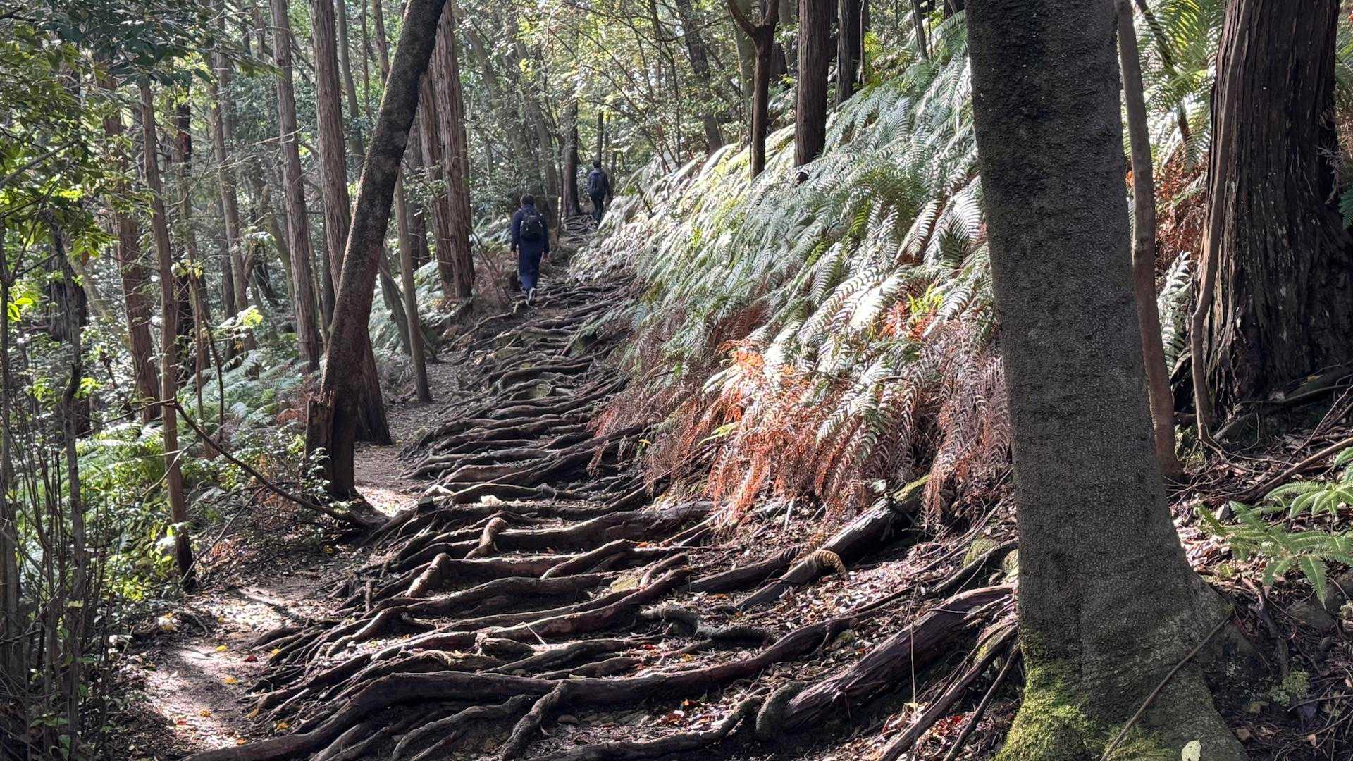 根っこに陽が射し込み美しい登山道