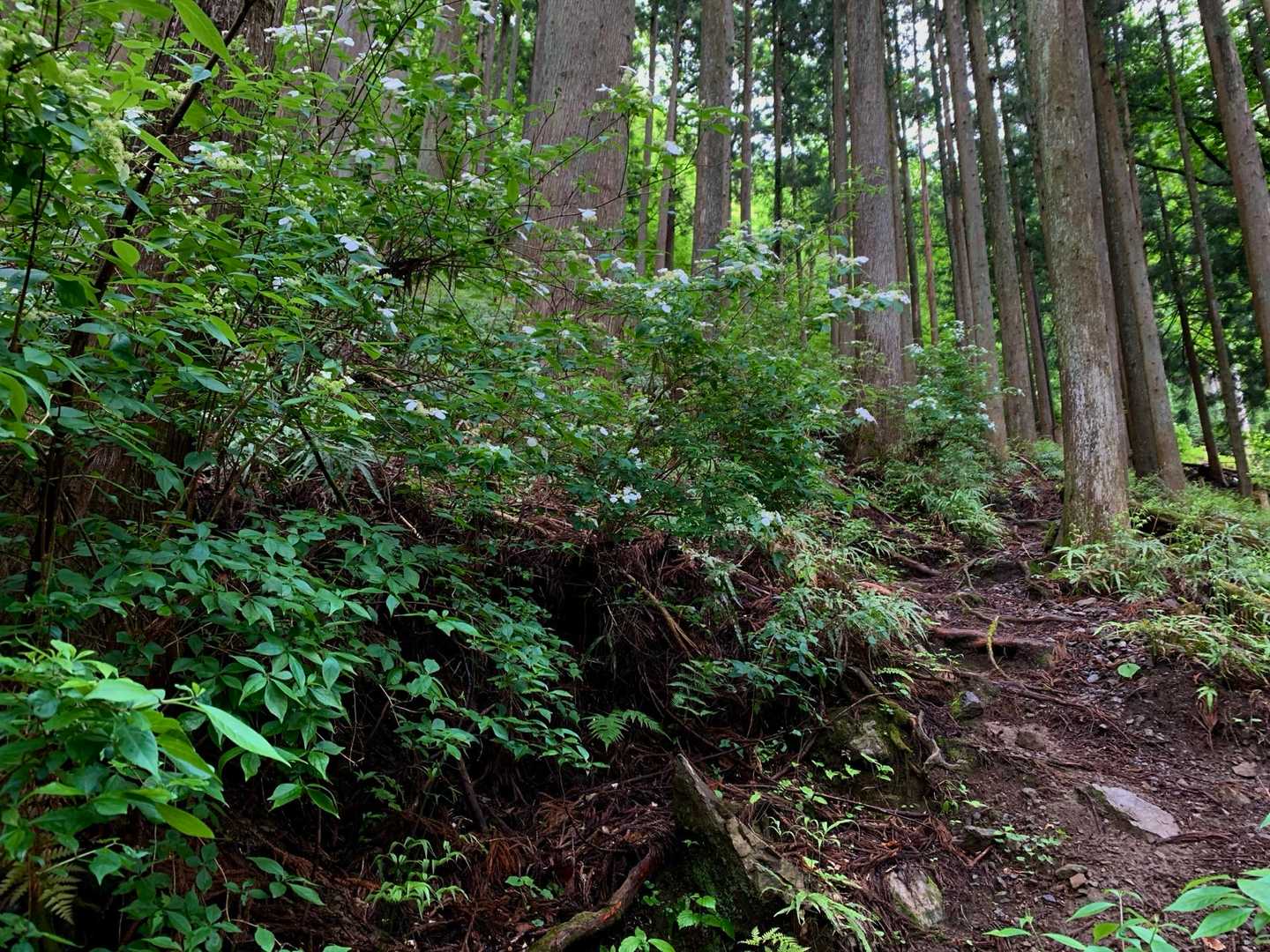 樹林帯を進みます。最初から急登