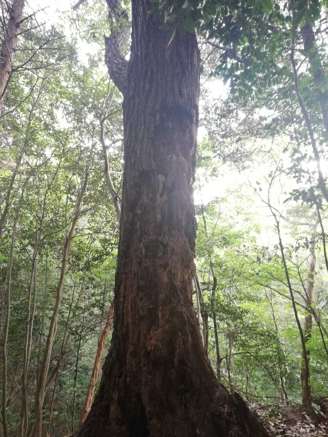 おはようございます