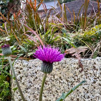 花の少ないこの時期に花を見つけると撮りたく
なります🥹
鮮やかなピンク色のアザミが咲いてました🩷