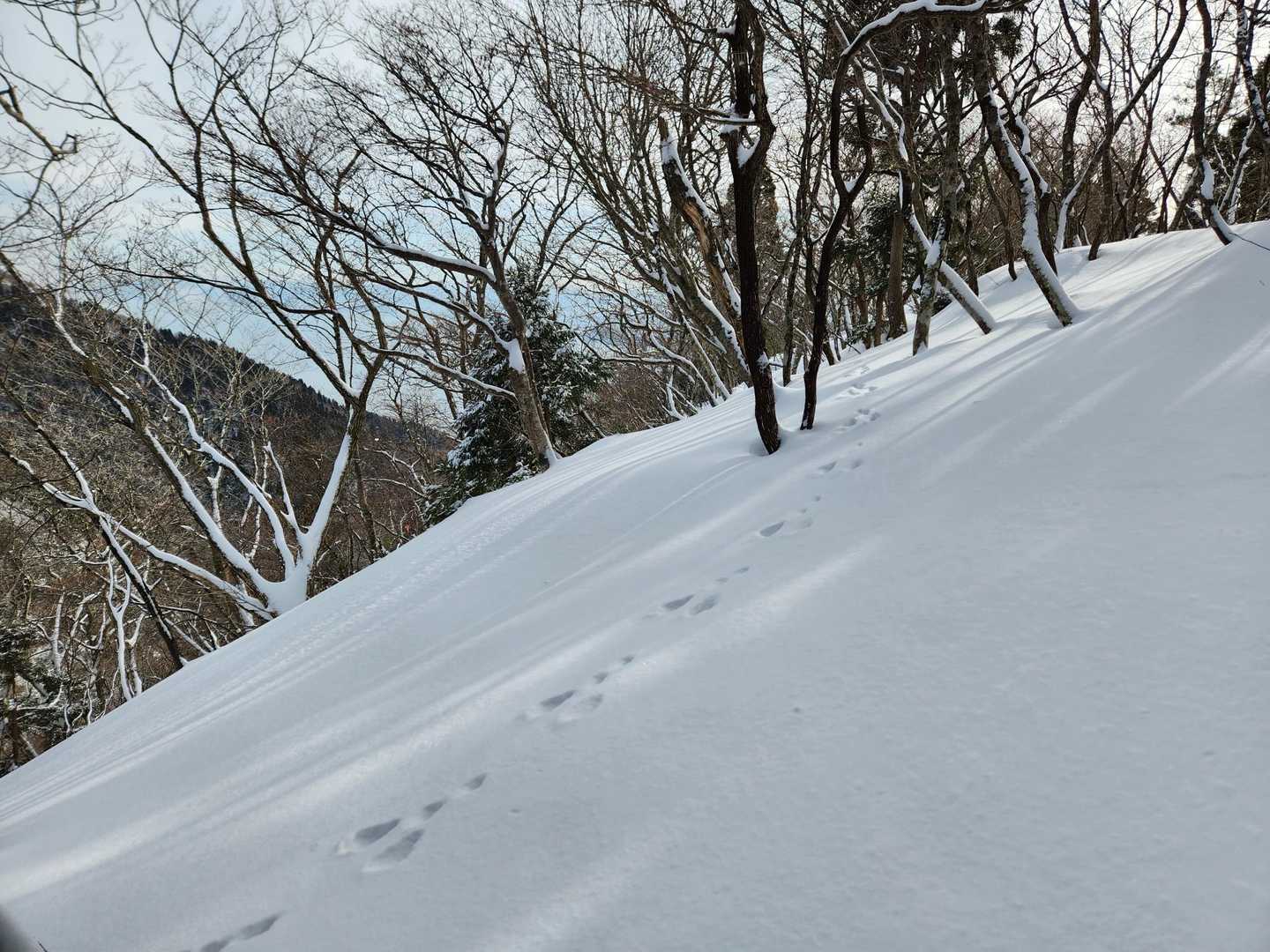 ウサギかな