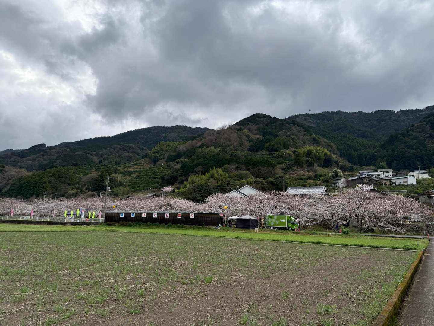 桜