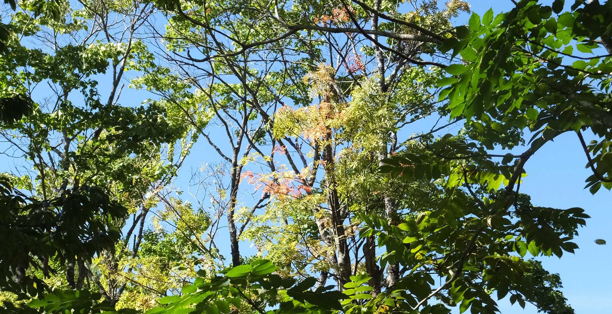 ナナカマドが少し赤くなっています
