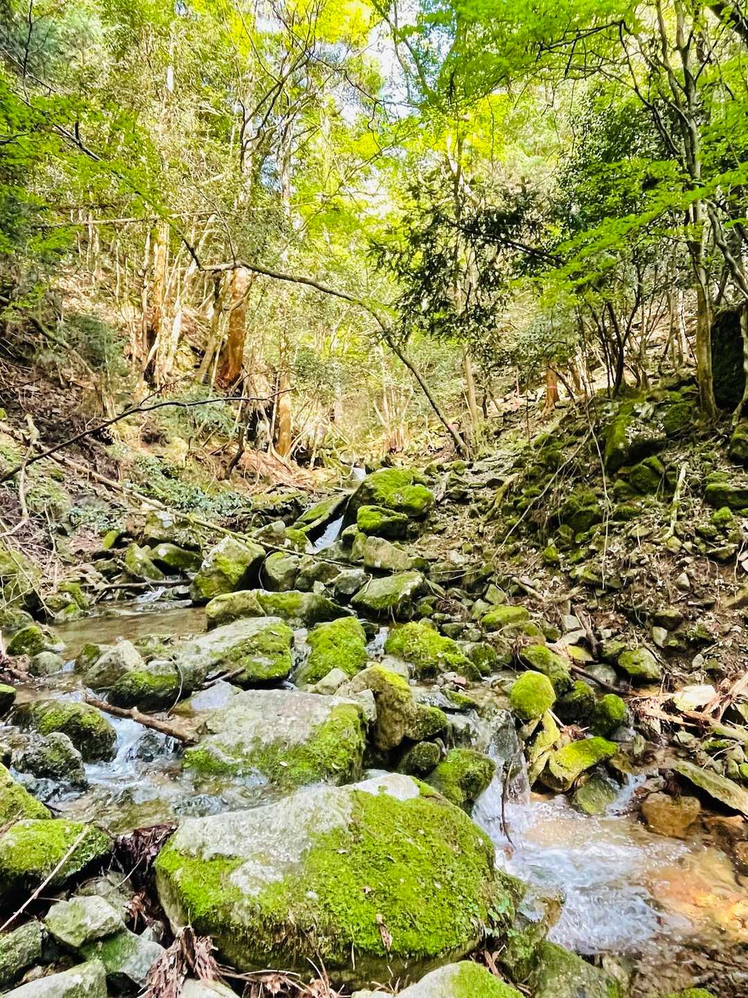 沢を何回も渡渉する✨
苔の緑に癒される🍀