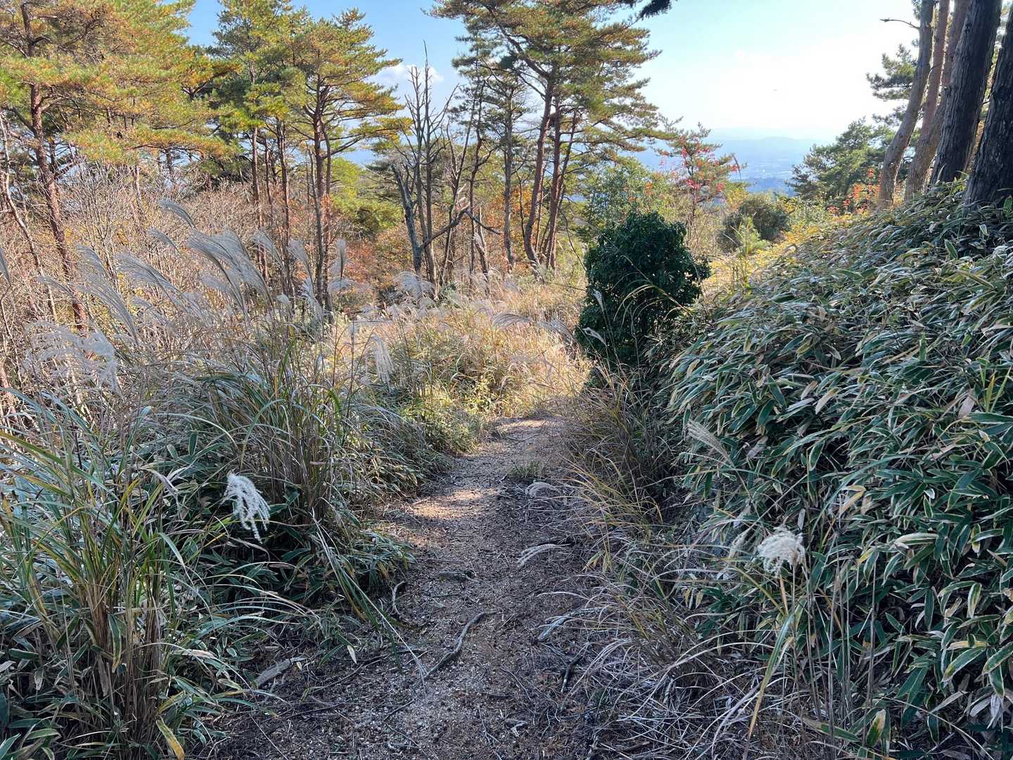 笹とススキ🌾
