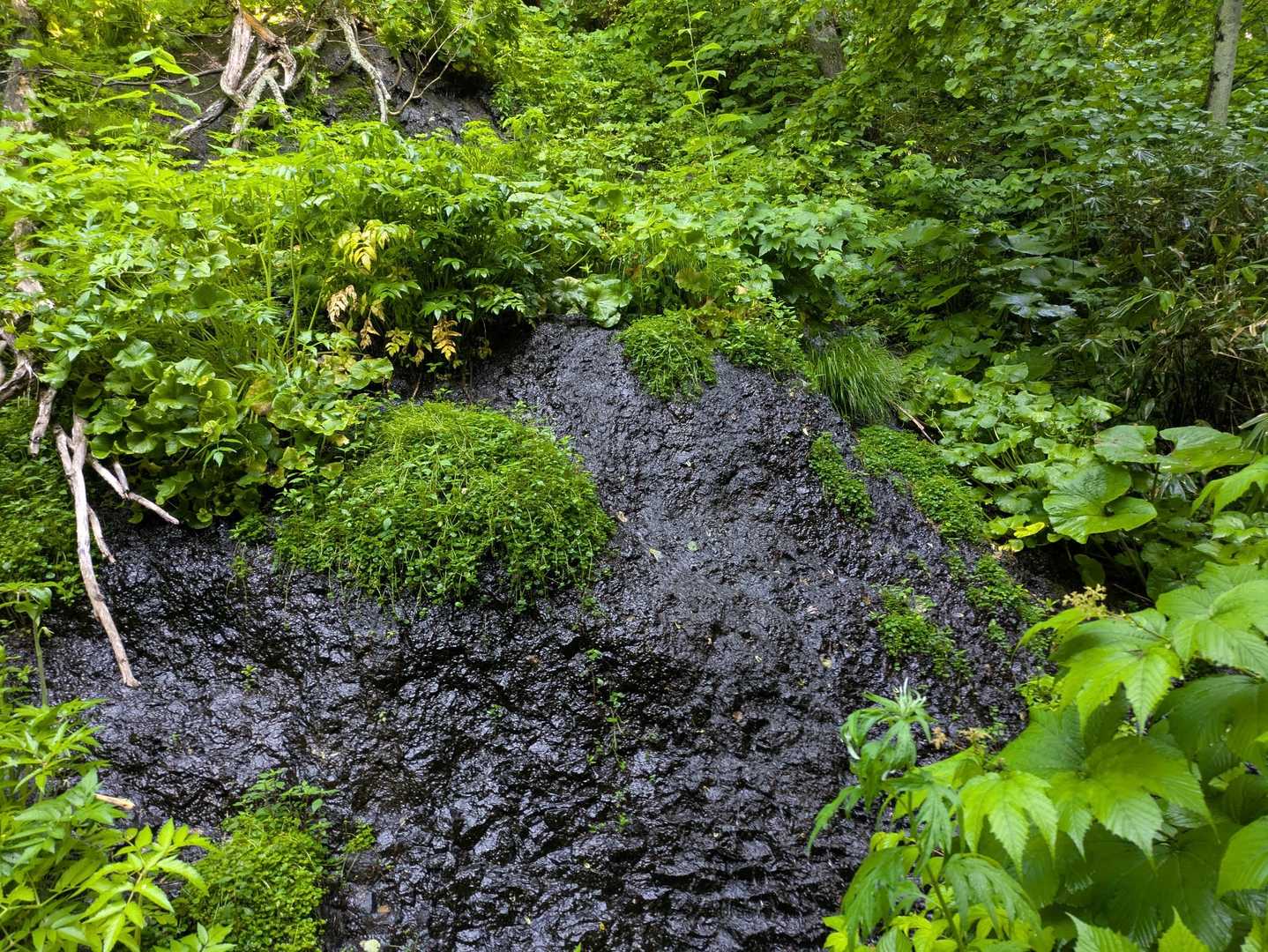 黒い岩
毎年、気になる😅
