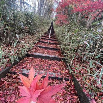 登りきったと思ったら、曲がり角からまた階段笑
こちら側は真っ赤な階段だね🍁