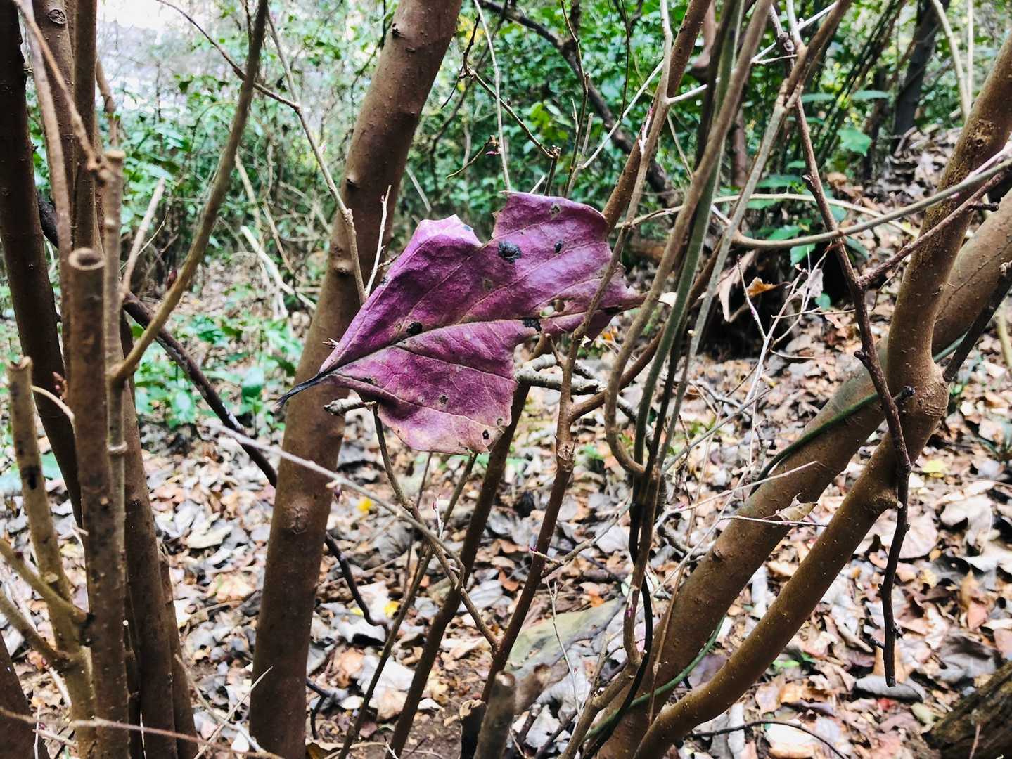 その後は寒さで子どもたちが泣き出して、大あわてで下山開始。だいぶ下りてくるまで写真を撮る余裕なし😅
ようやく落ち着き、枝に引っかかって止まった美しい枯葉を📷