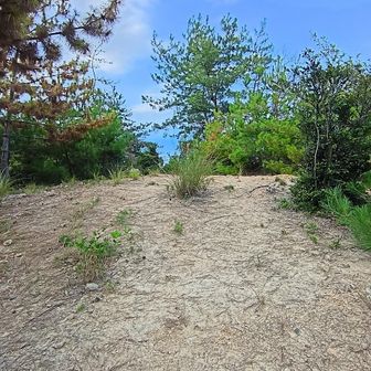 今日の本命…「へた」…みかんのへた山の山頂やで⛰️🤨
やっぱり期待通りの何にもない山頂や😆