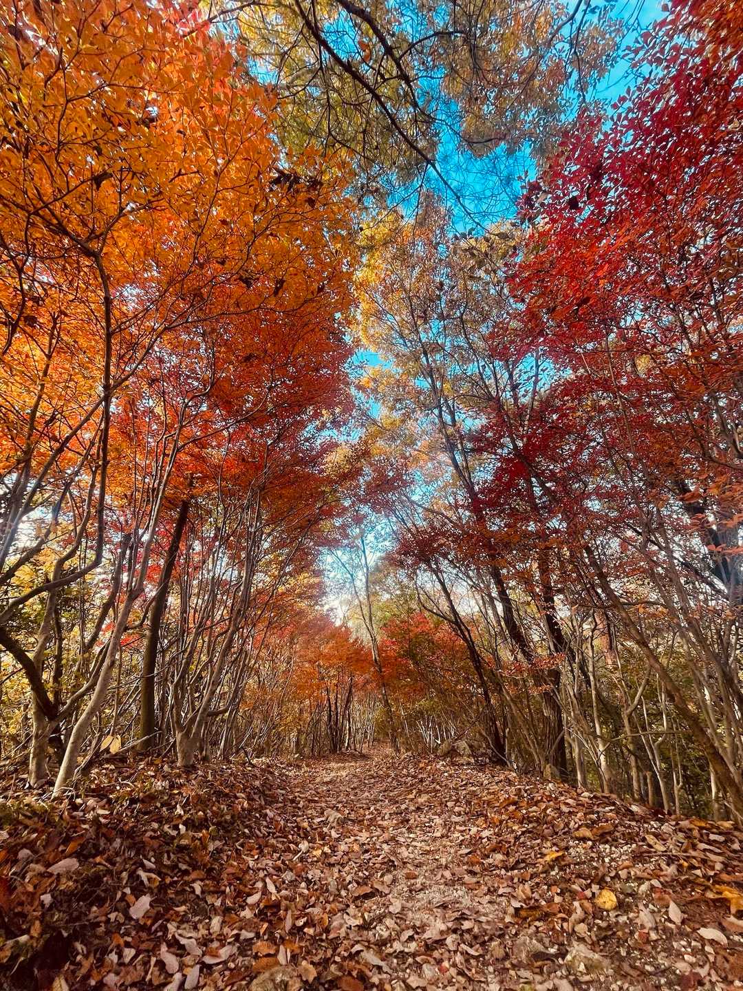 紅葉トンネルが綺麗だったー🍁