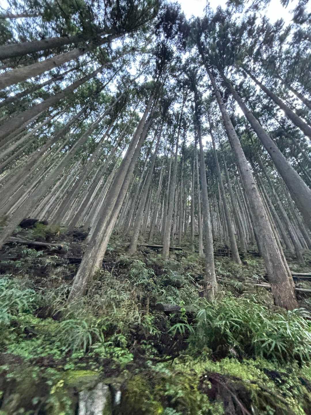 川乗橋バス停-川苔山-真名井沢ノ峰-赤久奈山-古里駅 縦走コースの写真
