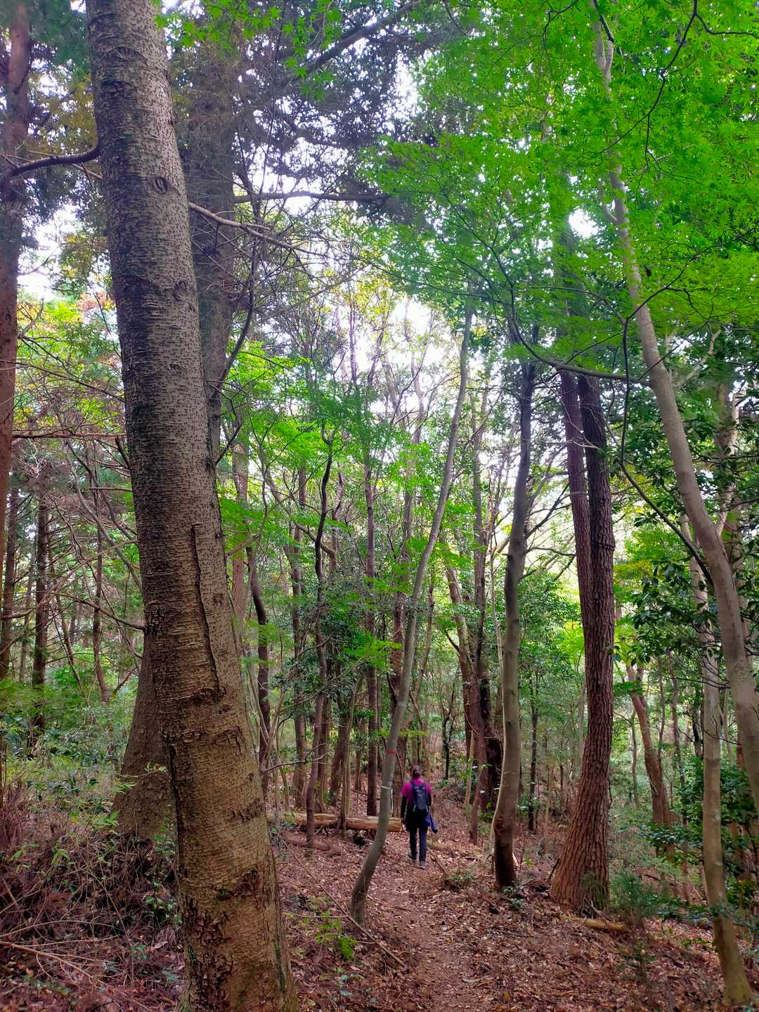 扇山（愛知県）の写真