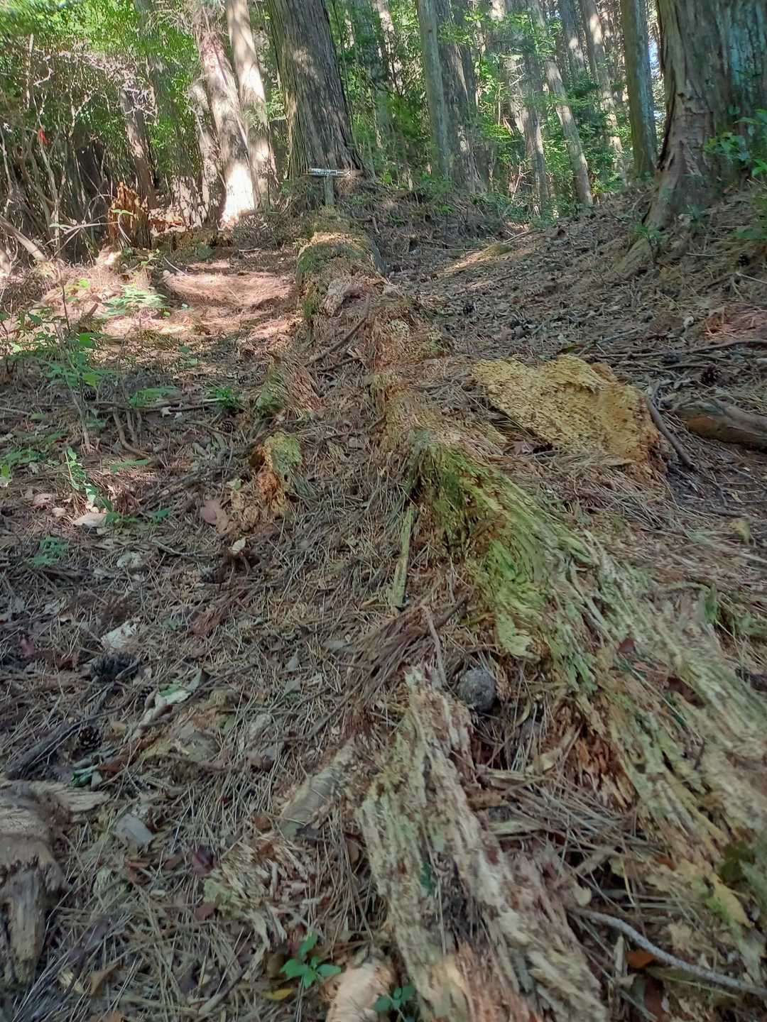 蝉が鳴いていない登山道は心なしか涼しい気がします😊
聞こえるのは鳥のさえずりと
羽虫のブーン

自然に還ろうとしてる倒木🌲を越えて暫く登る