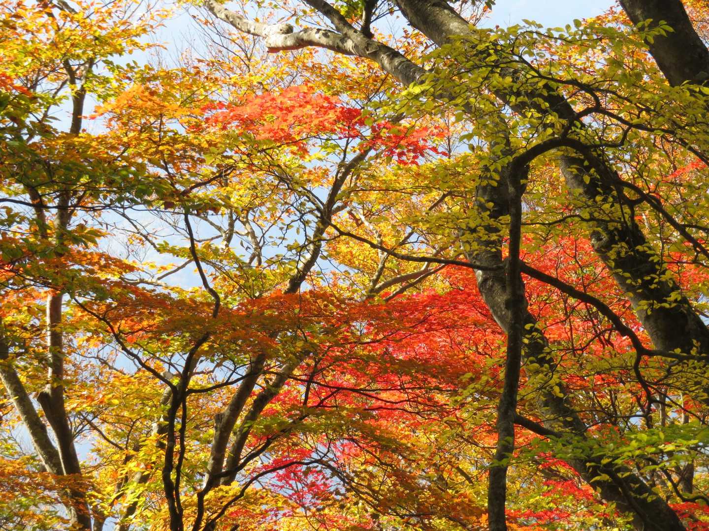 南斜面は紅葉が進んでいます。