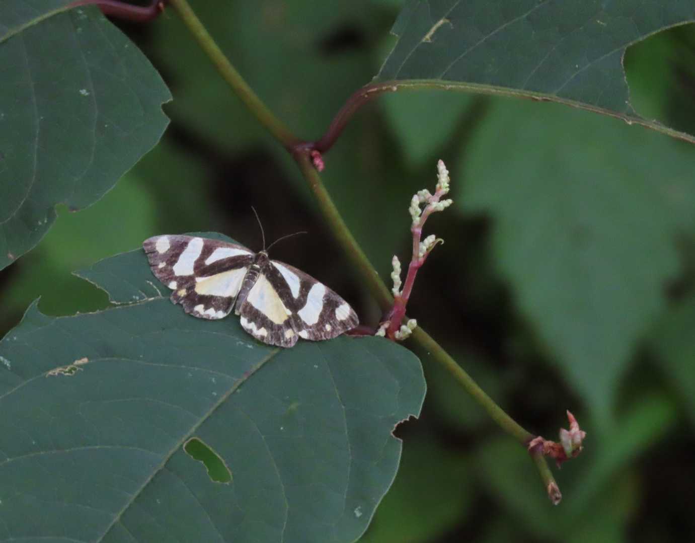 キンモンガ