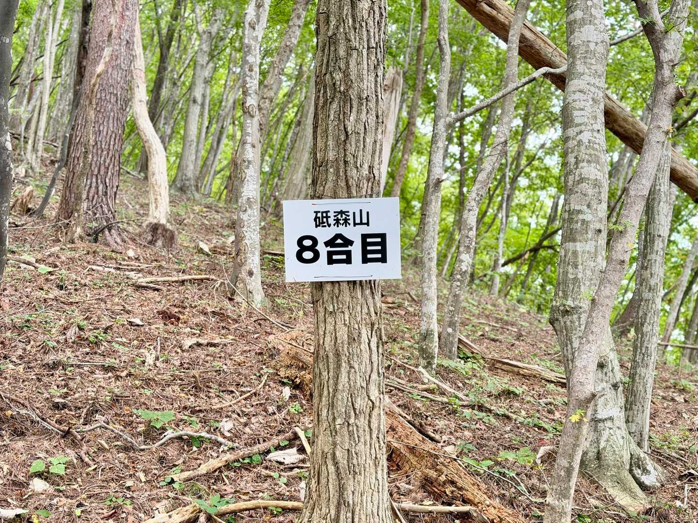 6合目からは、ずっと急登でした💦