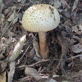 白や茶のキノコ🍄‍🟫があちこちに