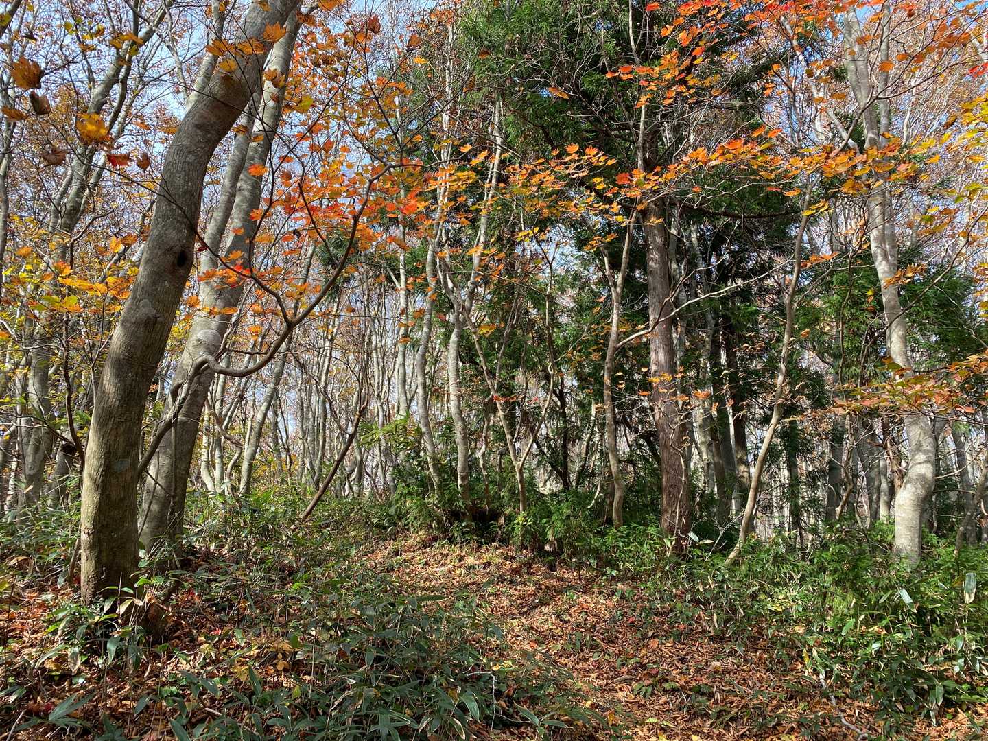 山頂もうちょっと。