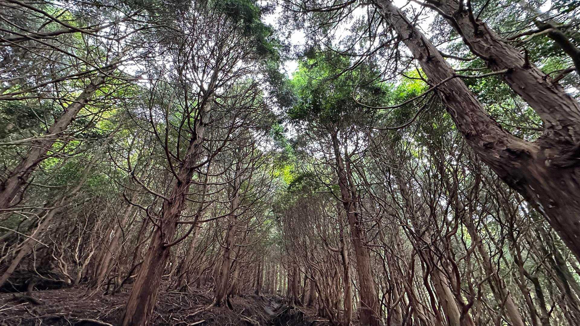 東登山口-鞍岳 往復コースの写真