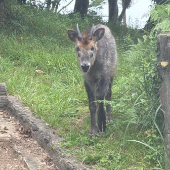 駐車場に帰る途中でカモシカの赤ちゃん。しばし見つめ合う。