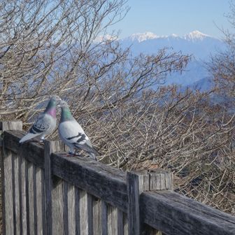 展望台で景色を楽しんいた先客の鳩🐦🐦