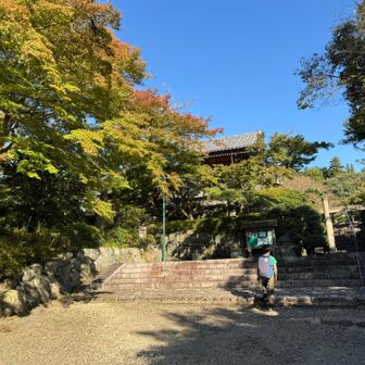 紅赤とはいかないですが、ほんのり赤みを帯び始めた葉のグラデーションが綺麗です