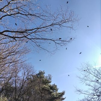 カラスに囲まれました😅🐦‍⬛🐦‍⬛