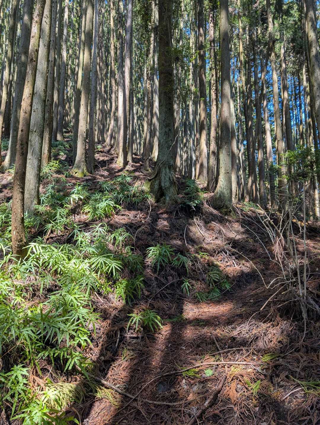 また、急登です。標高の割には登りがキツイ…😅
