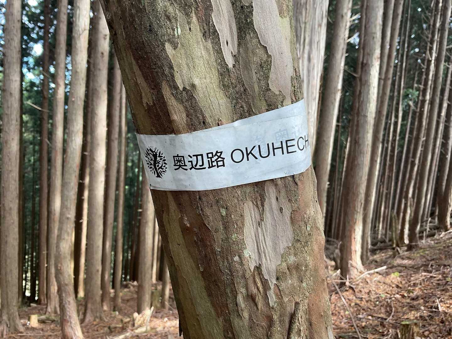 白口峰 往復コースの写真