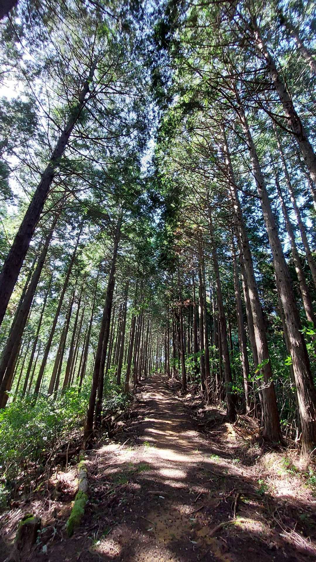 若須岳 往復コースの写真