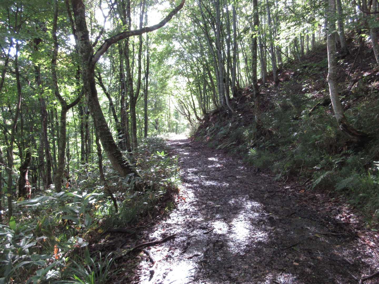 
作業道を30分
