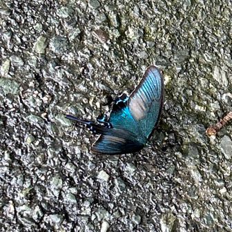 プロジェクションマッピングに出てきそうな綺麗な蝶々