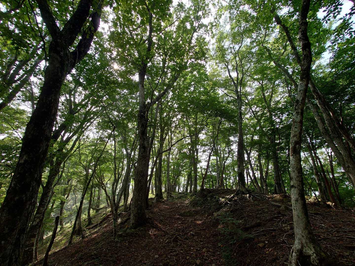 口千丈岳登山口-口千丈山-焼山ノ太尾ノ頭 往復コースの写真