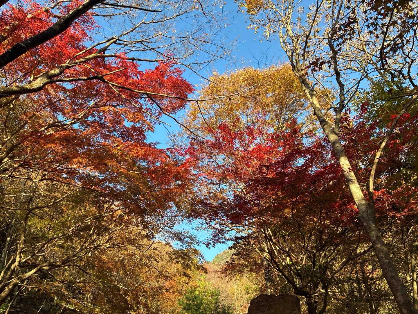 朝から快晴☀️で紅葉🍁見ながら気分良く出発！